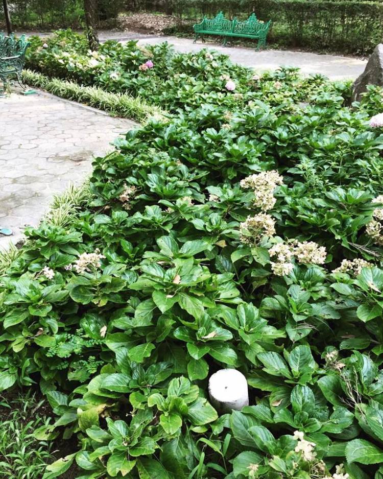 12516221_10153801277695379_587829986_n